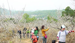 茂名各地市民组团前来信宜观赏梅花盛开 茂名各地市民组团前来信宜观赏梅花盛开