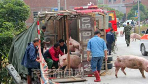 运猪车与洒水车相撞 一死二伤 运猪车与洒水车相撞 一死二伤